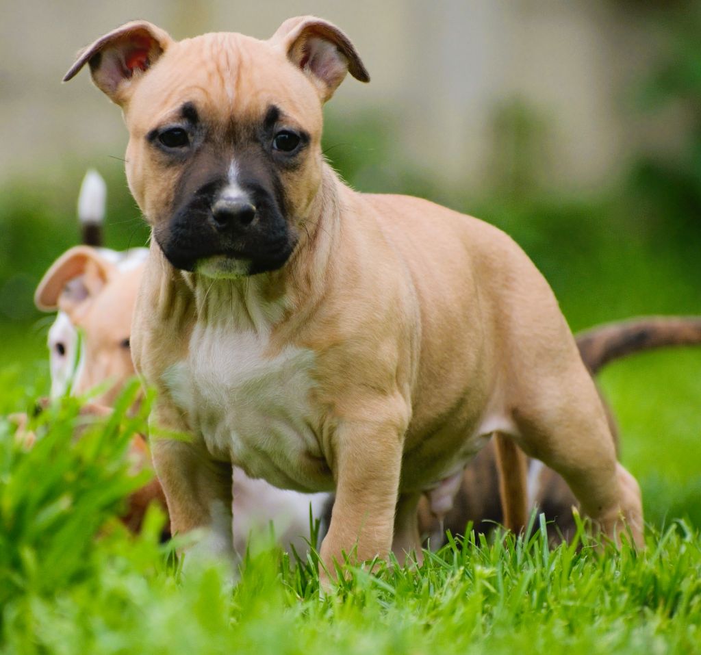 De L'Empire Eternel - Chiot disponible  - American Staffordshire Terrier