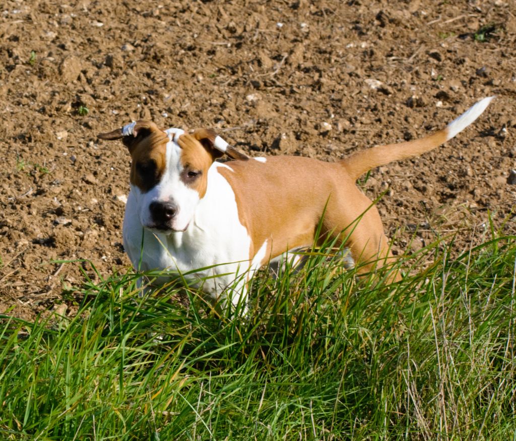 De L'Empire Eternel - Chiot disponible  - American Staffordshire Terrier