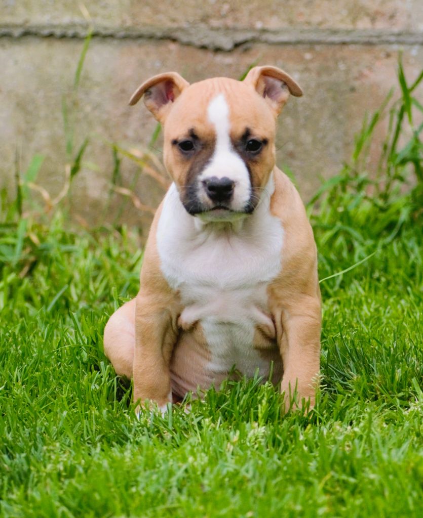 De L'Empire Eternel - Chiot disponible  - American Staffordshire Terrier