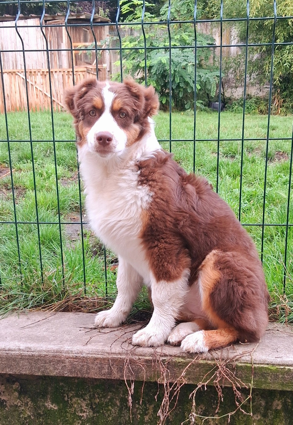 A Little Red Pearl De L'Empire Eternel