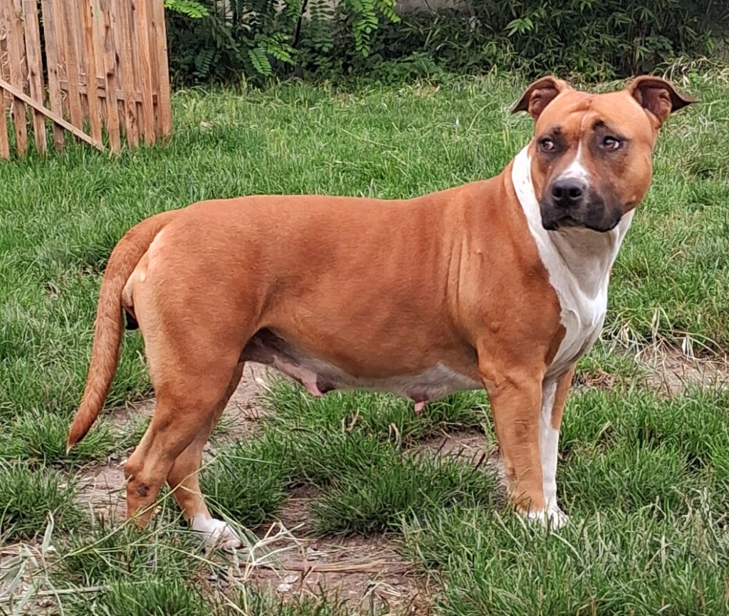 Rose à l'adoption  