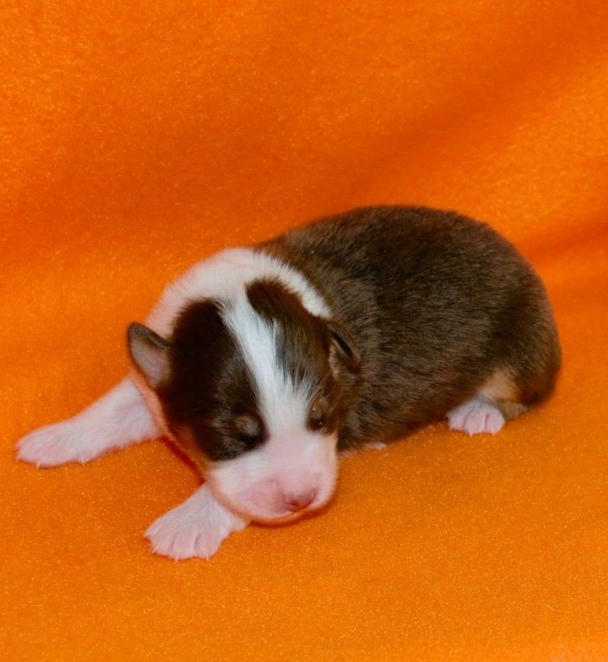 De L'Empire Eternel - Chiots disponibles - Berger Australien