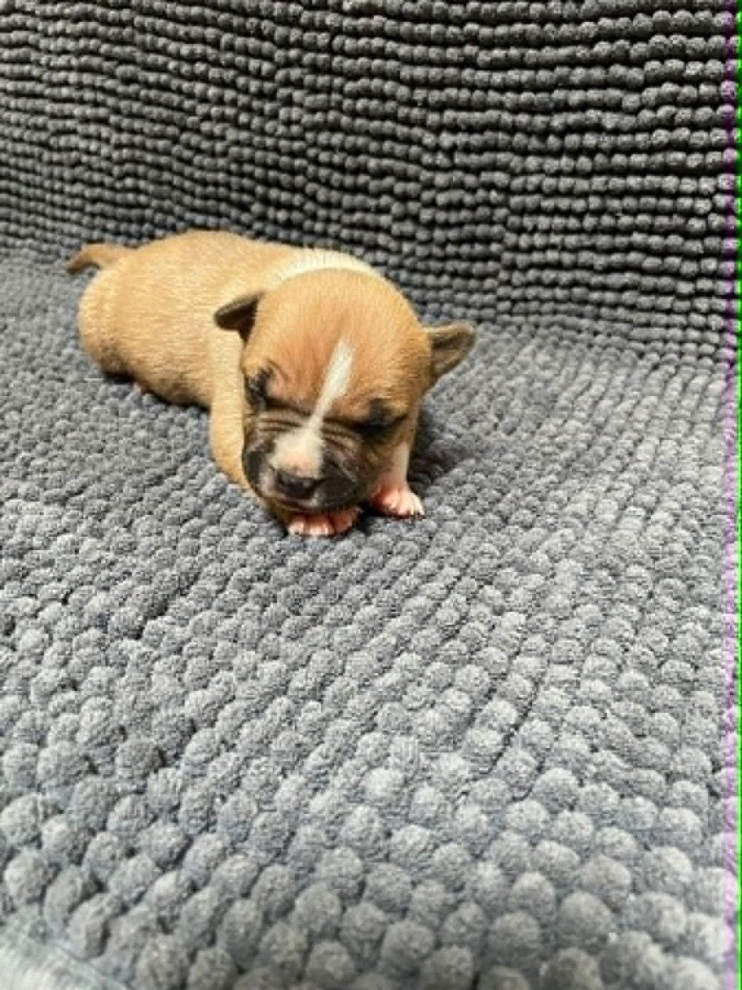 De L'Empire Eternel - Chiots disponibles - American Staffordshire Terrier