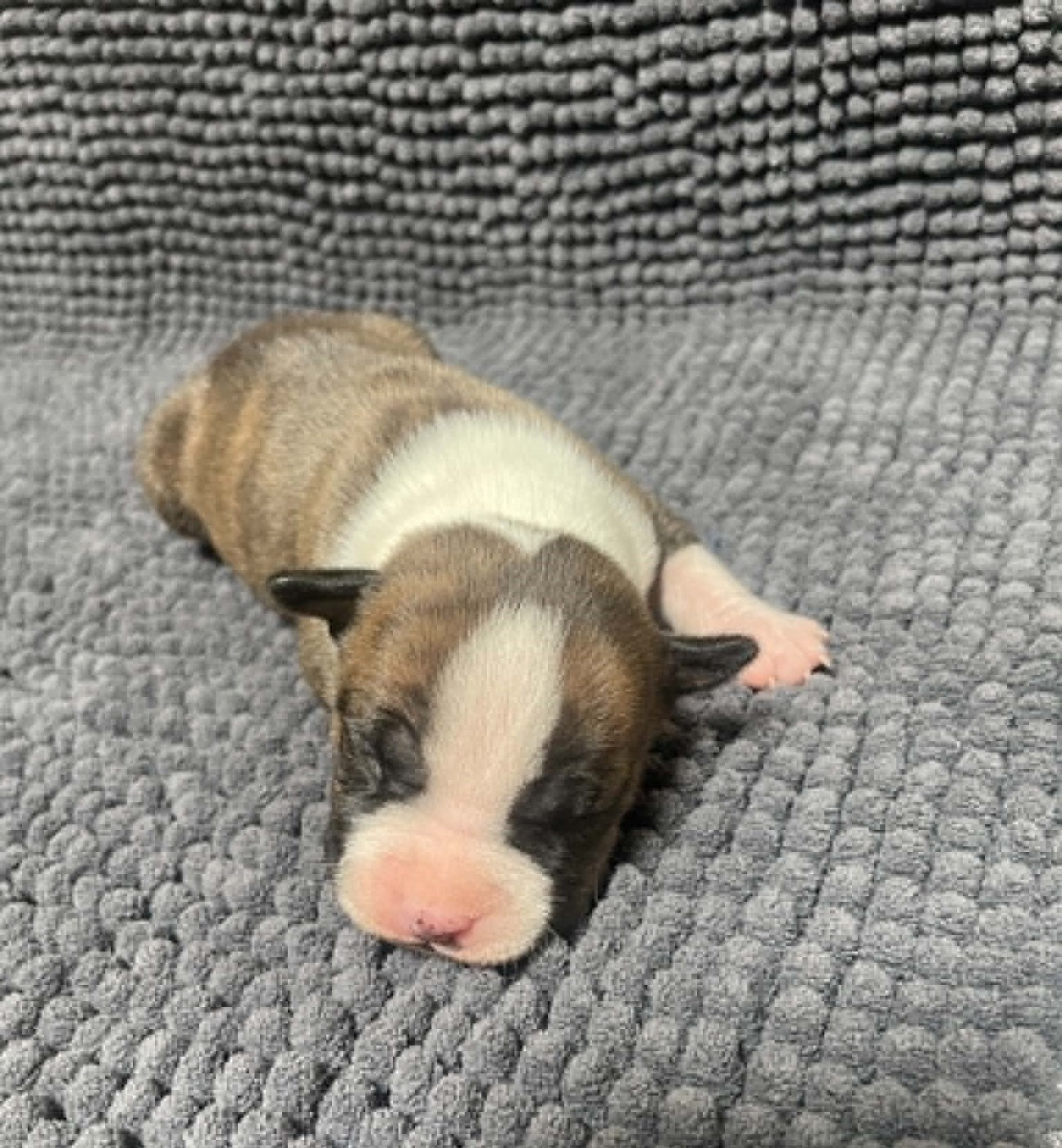 De L'Empire Eternel - Chiots disponibles - American Staffordshire Terrier