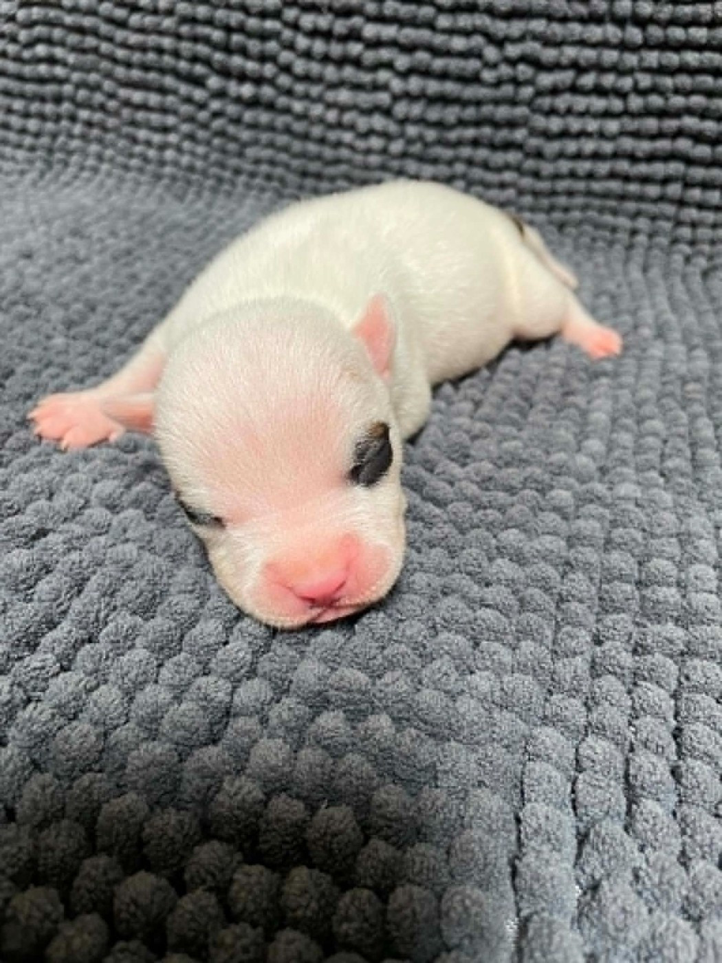 De L'Empire Eternel - Chiots disponibles - American Staffordshire Terrier
