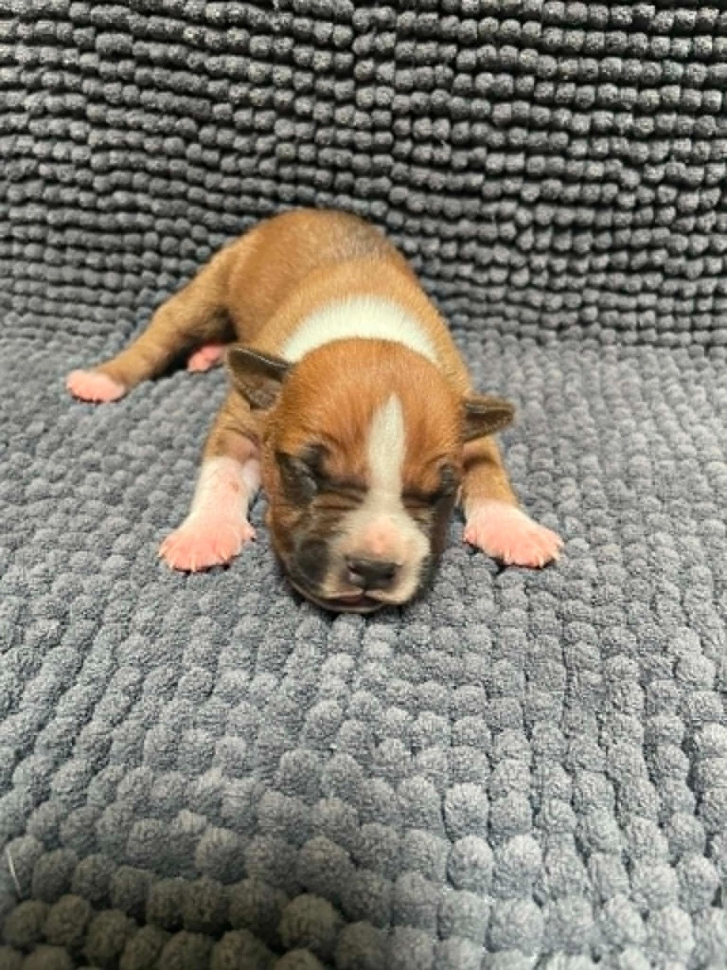 De L'Empire Eternel - Chiots disponibles - American Staffordshire Terrier