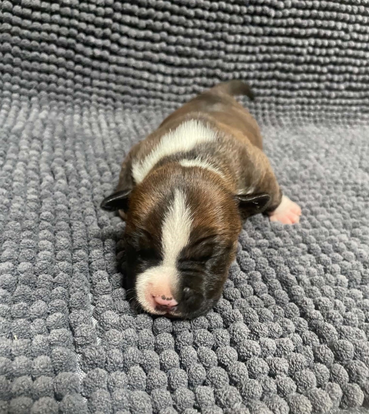 De L'Empire Eternel - Chiots disponibles - American Staffordshire Terrier