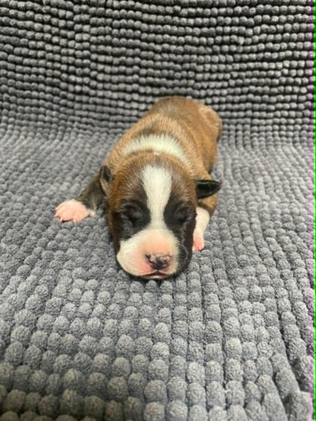 De L'Empire Eternel - Chiots disponibles - American Staffordshire Terrier