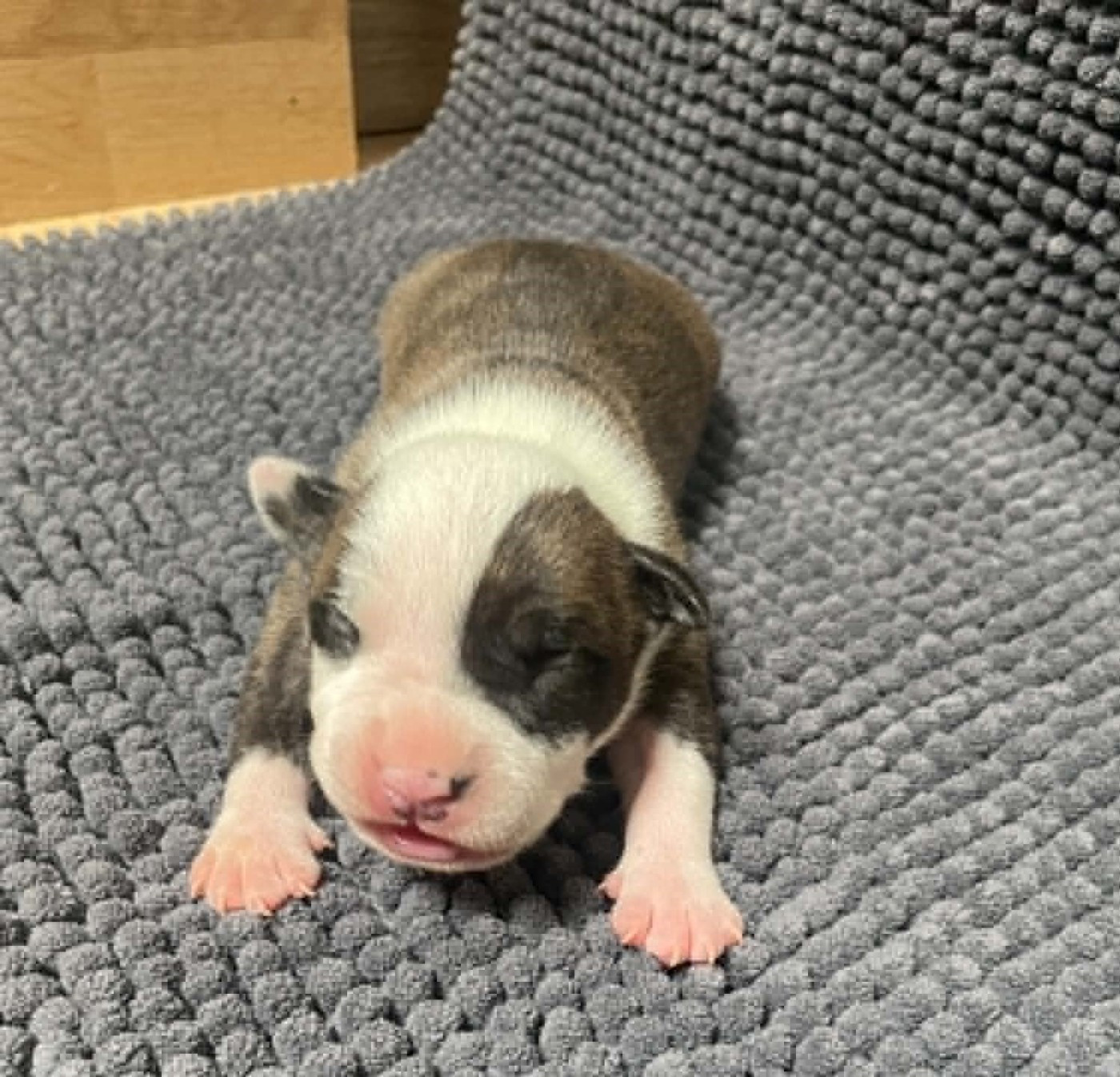 De L'Empire Eternel - Chiots disponibles - American Staffordshire Terrier