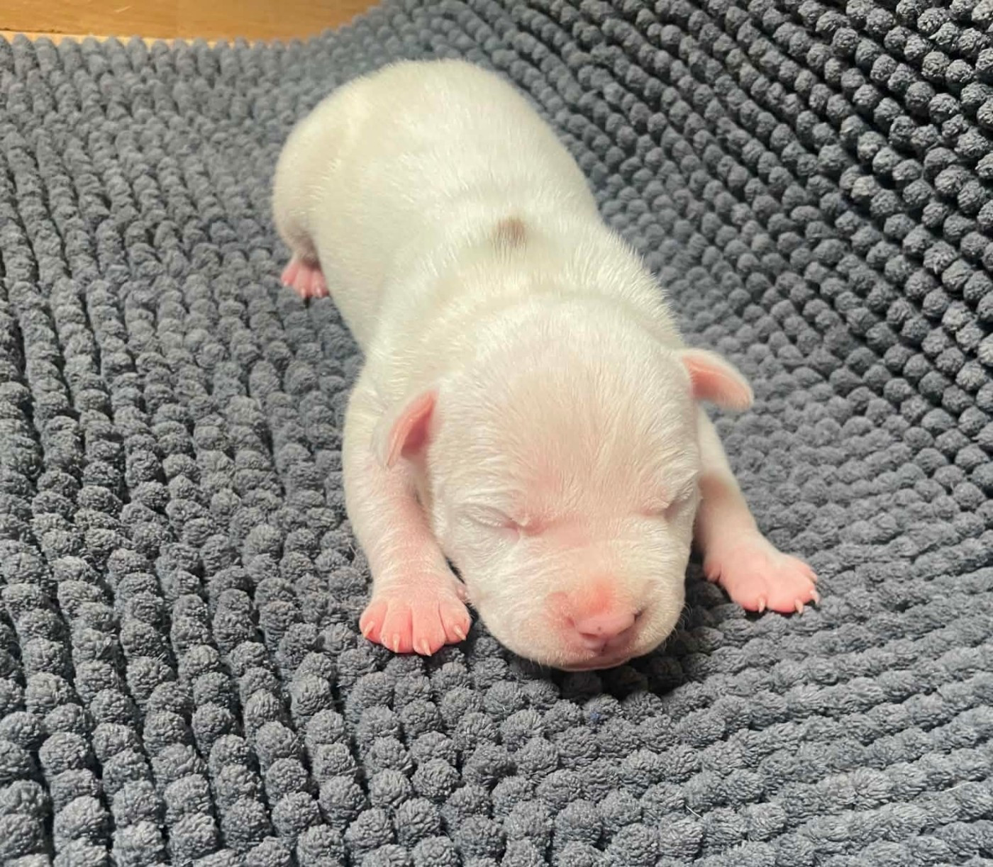 De L'Empire Eternel - Chiots disponibles - American Staffordshire Terrier