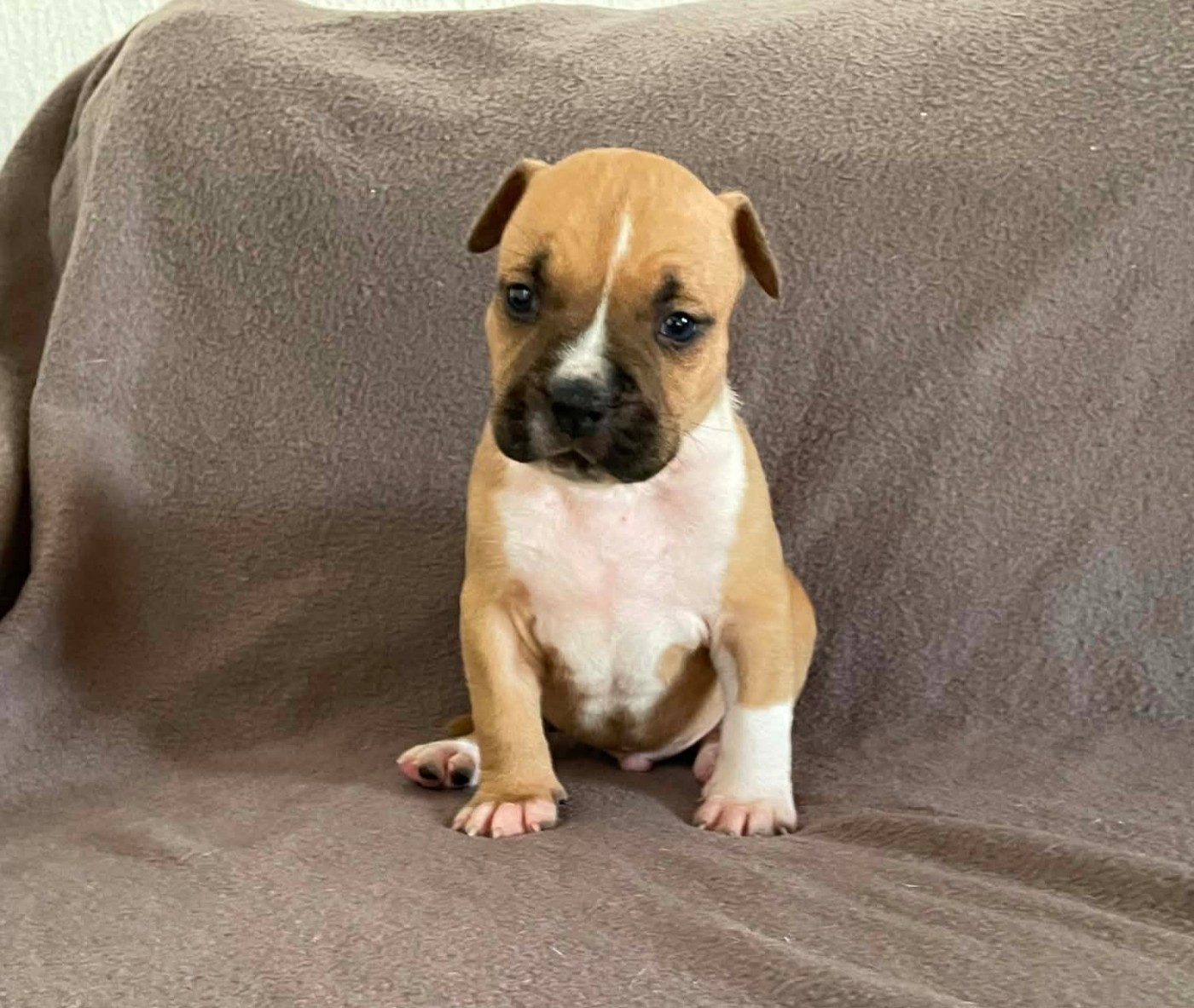 De L'Empire Eternel - Chiots disponibles - American Staffordshire Terrier