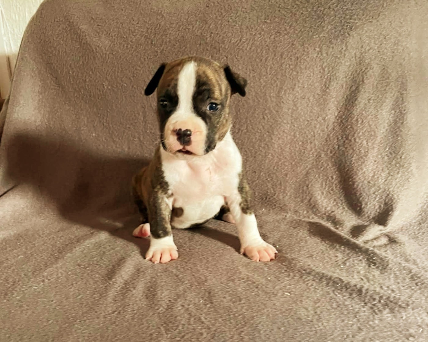 De L'Empire Eternel - Chiots disponibles - American Staffordshire Terrier