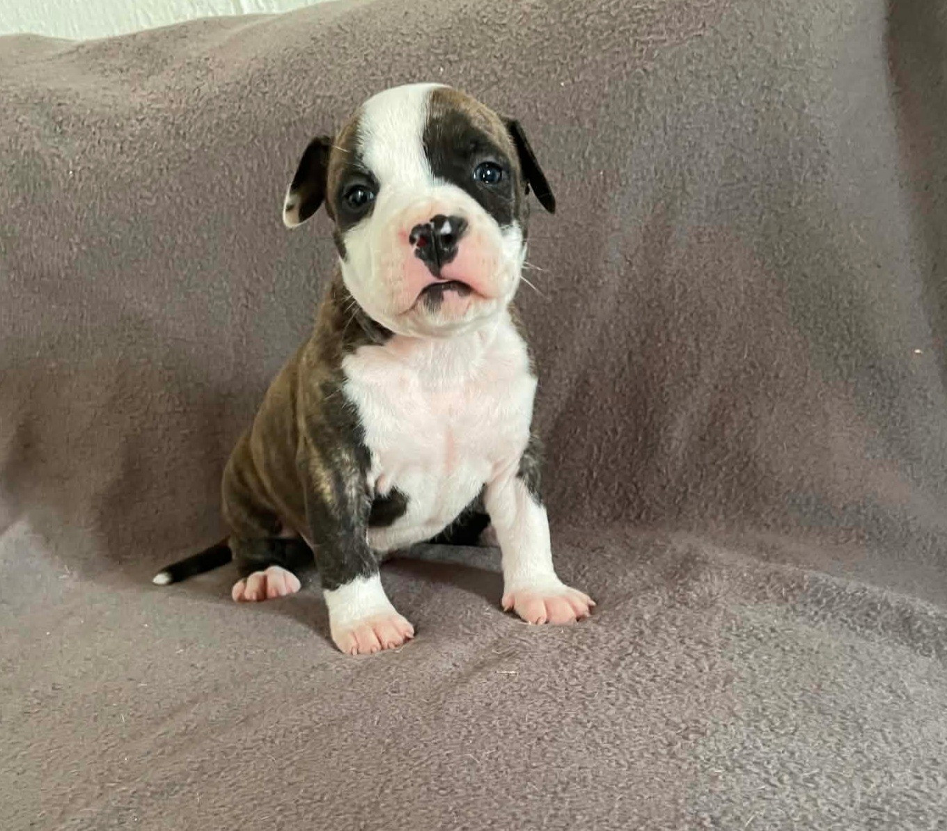 De L'Empire Eternel - Chiots disponibles - American Staffordshire Terrier