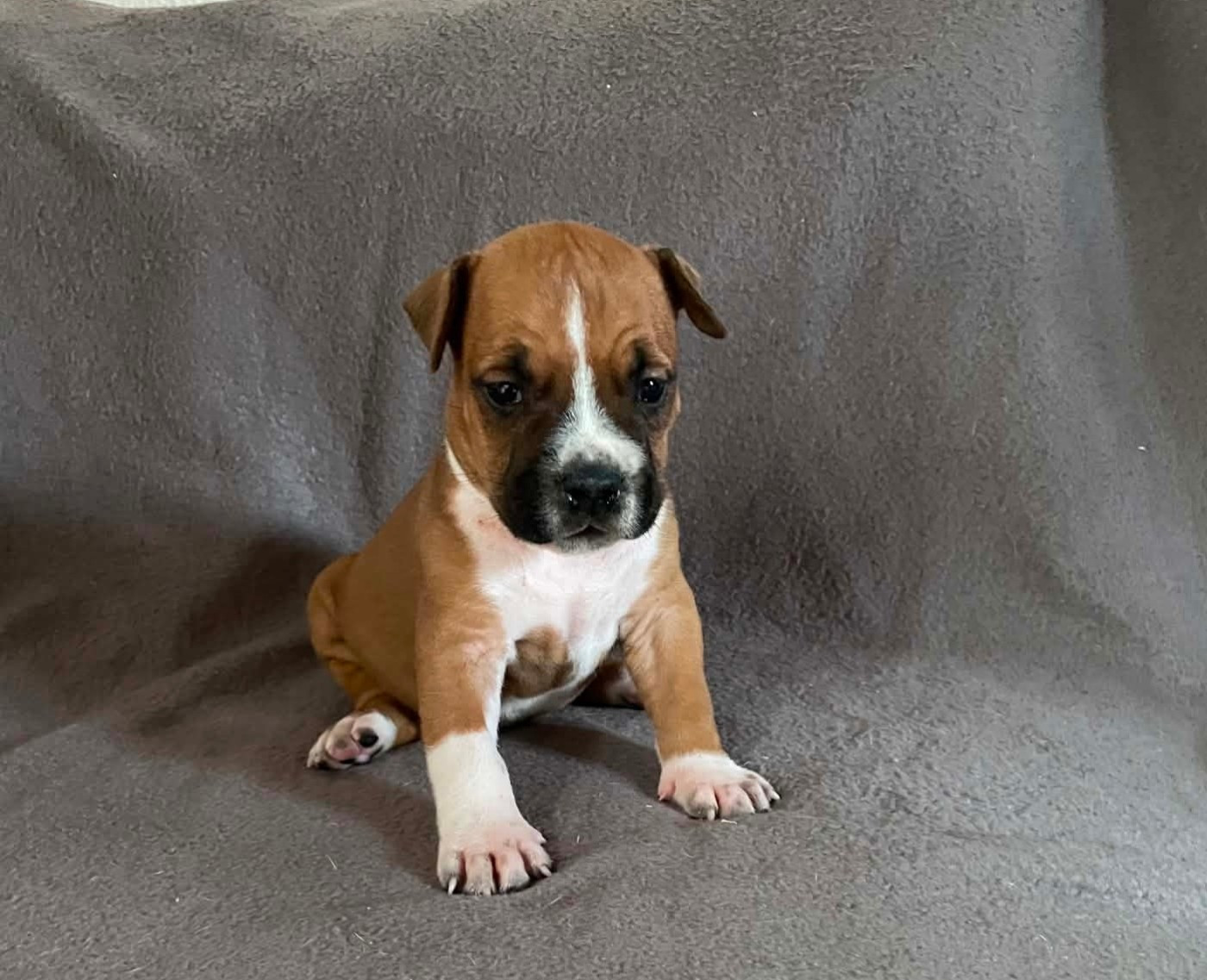 De L'Empire Eternel - Chiots disponibles - American Staffordshire Terrier