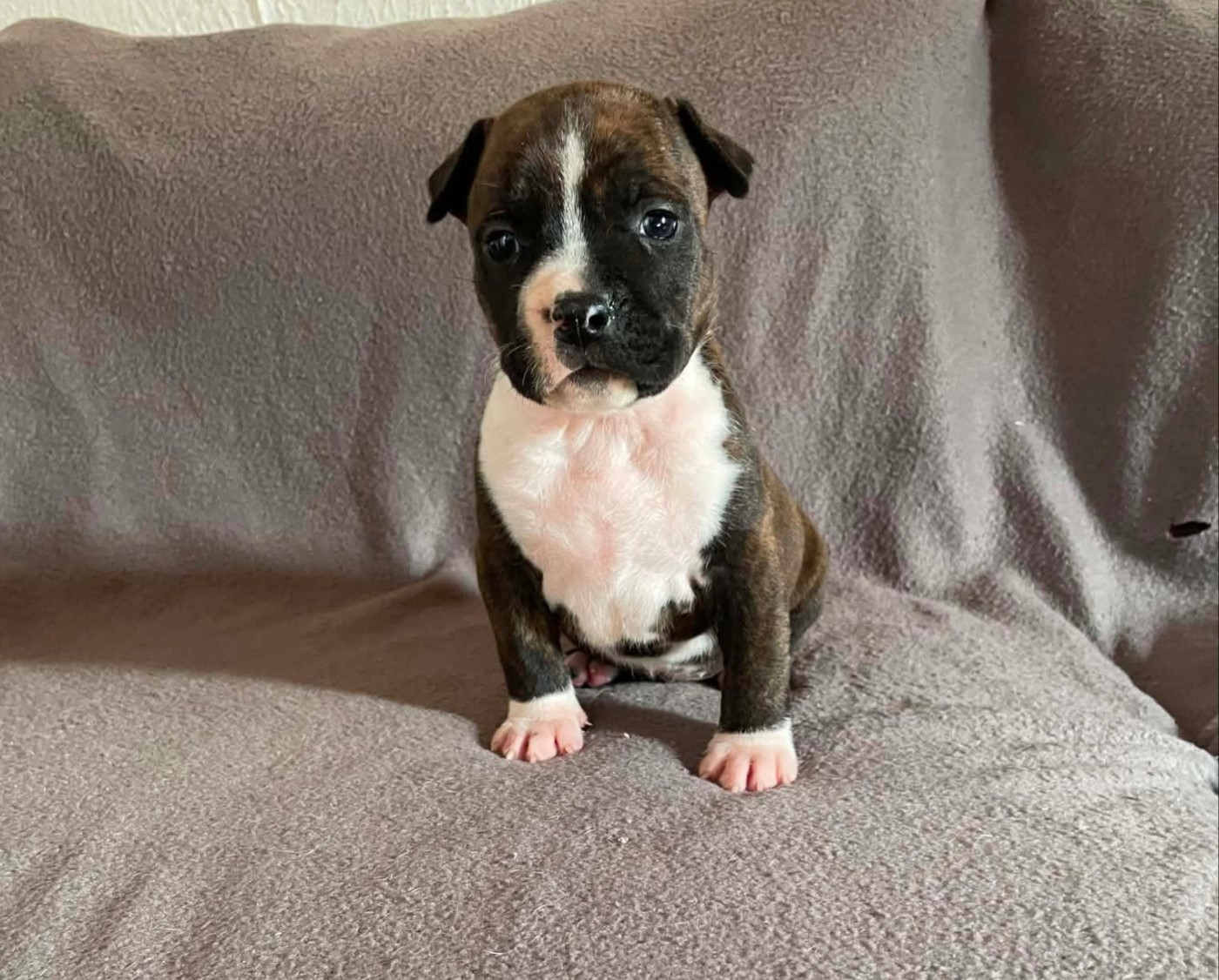 De L'Empire Eternel - Chiots disponibles - American Staffordshire Terrier