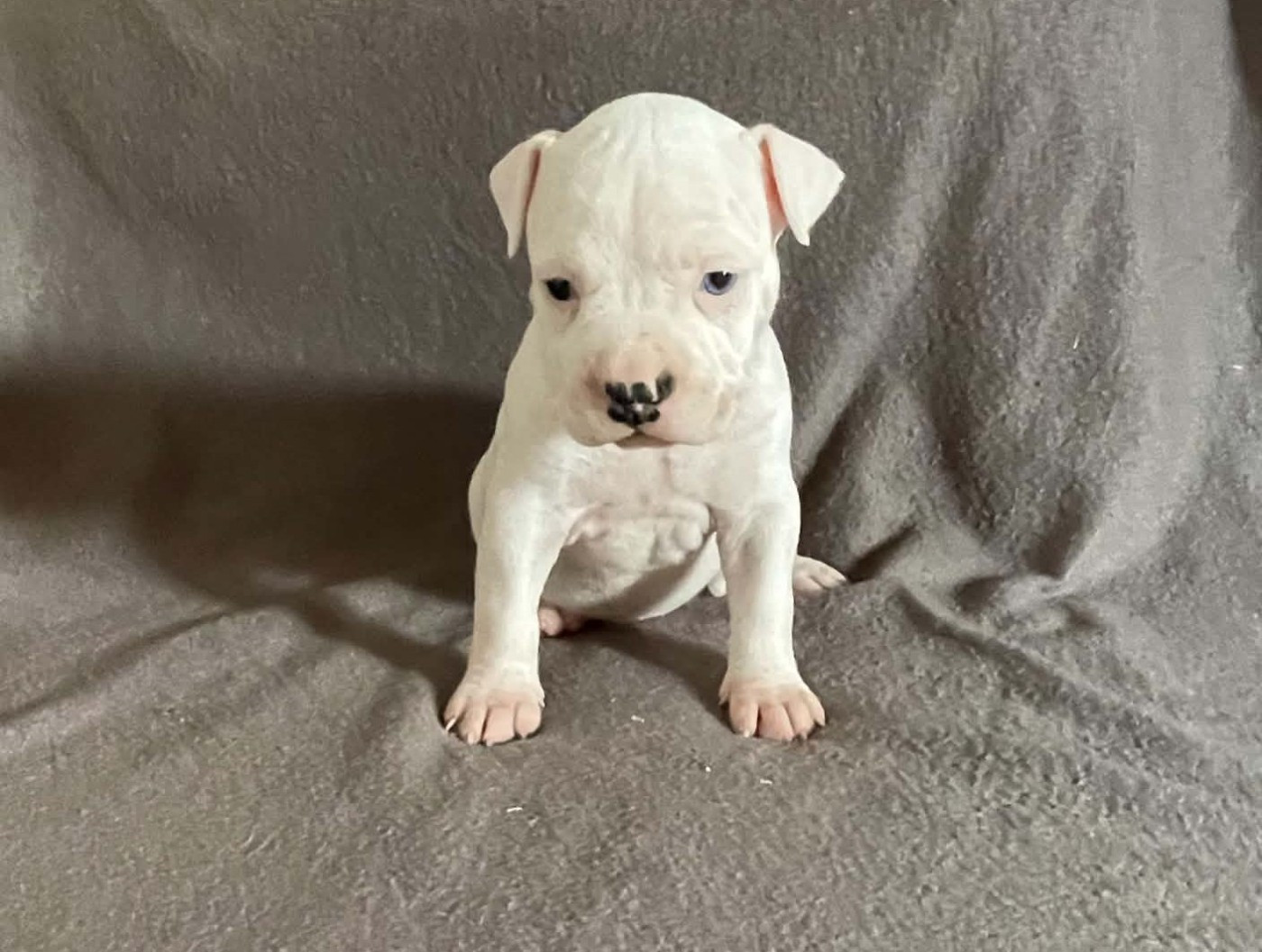 De L'Empire Eternel - Chiots disponibles - American Staffordshire Terrier