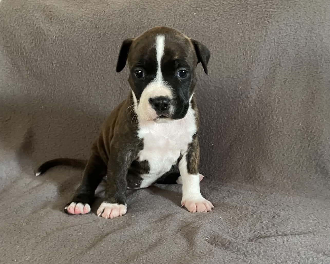 De L'Empire Eternel - Chiots disponibles - American Staffordshire Terrier