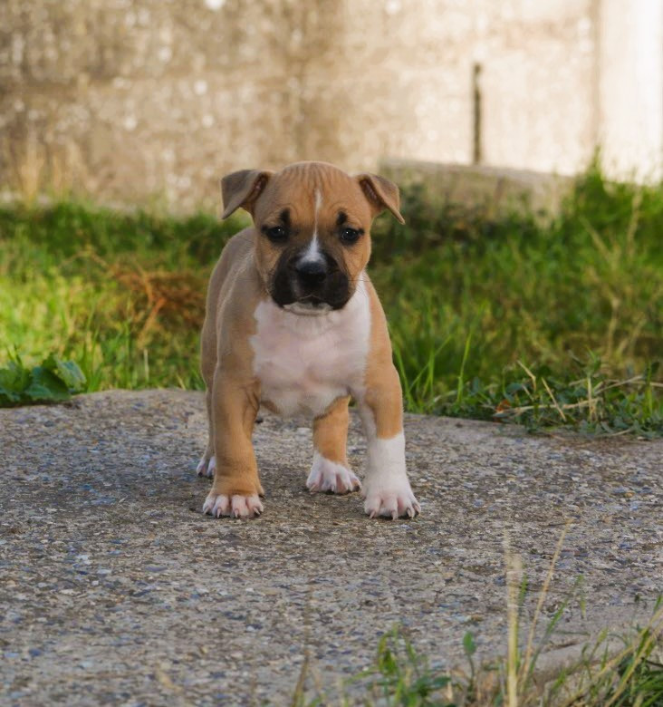 De L'Empire Eternel - Chiots disponibles - American Staffordshire Terrier