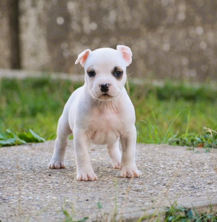 De L'Empire Eternel - Chiots disponibles - American Staffordshire Terrier
