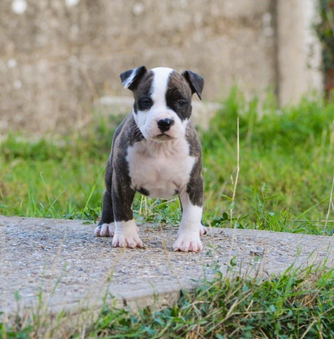De L'Empire Eternel - Chiots disponibles - American Staffordshire Terrier