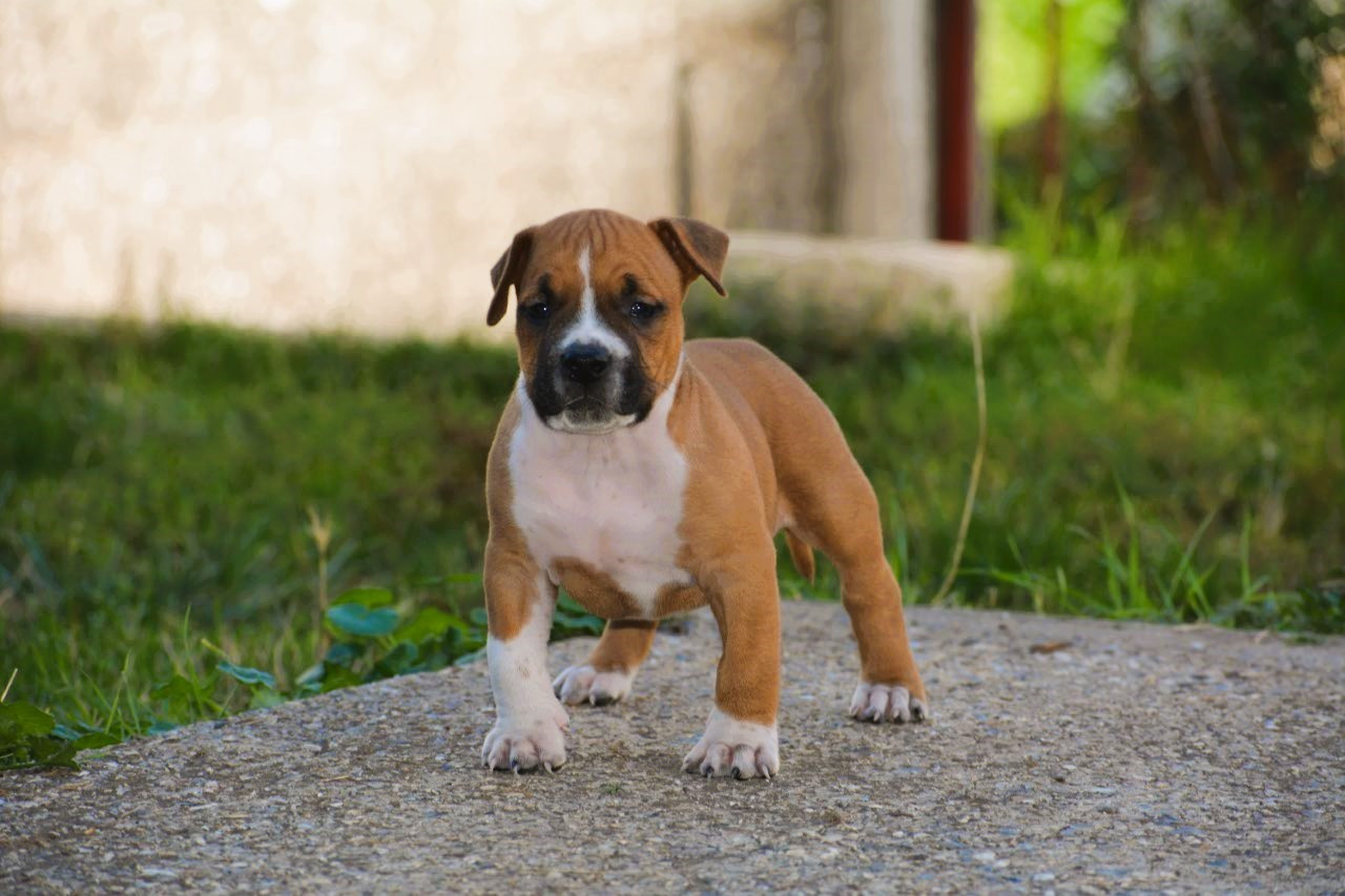 De L'Empire Eternel - Chiots disponibles - American Staffordshire Terrier