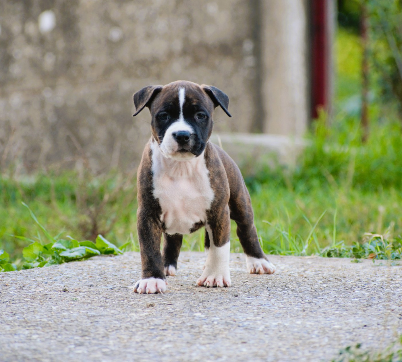 De L'Empire Eternel - Chiots disponibles - American Staffordshire Terrier