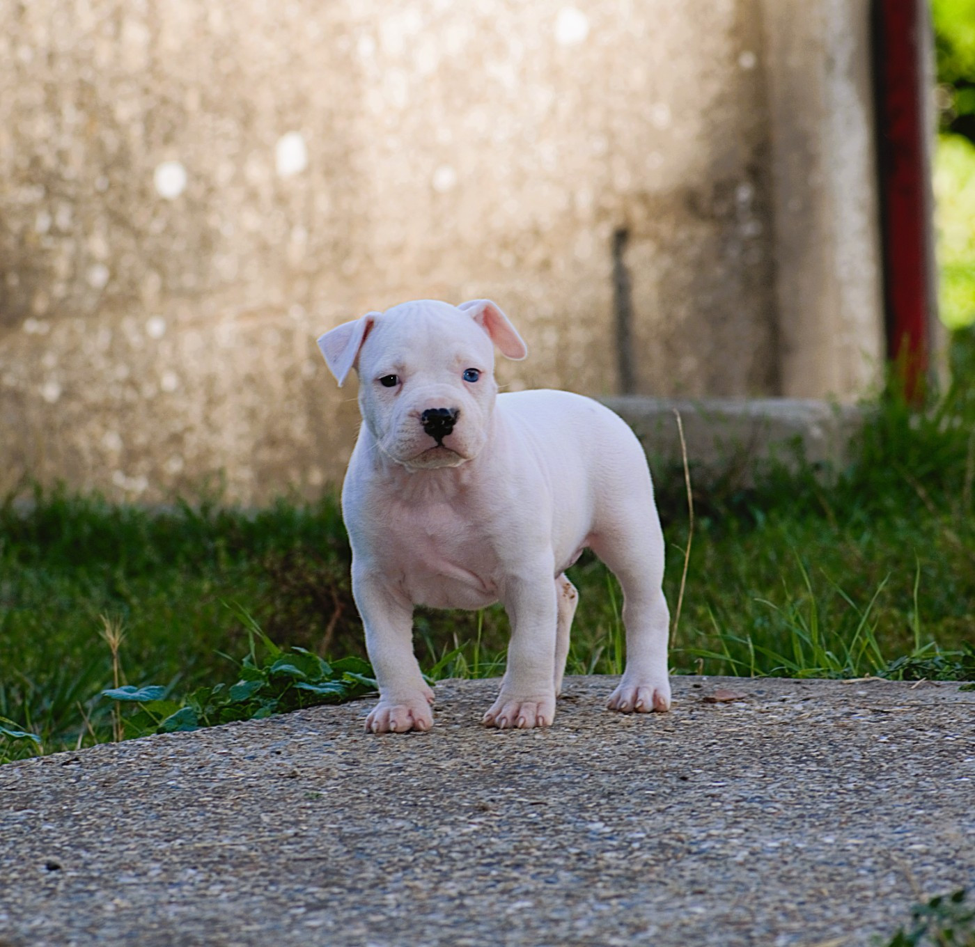 De L'Empire Eternel - Chiots disponibles - American Staffordshire Terrier