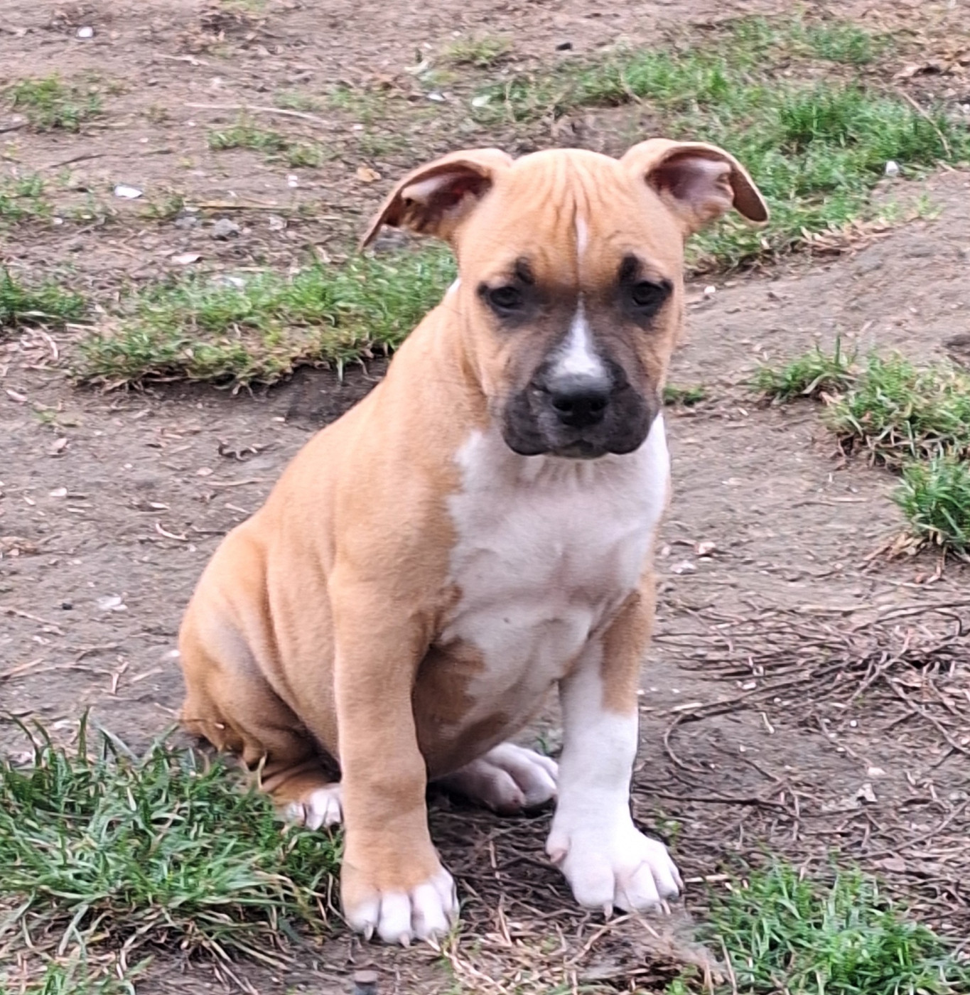 De L'Empire Eternel - Chiots disponibles - American Staffordshire Terrier