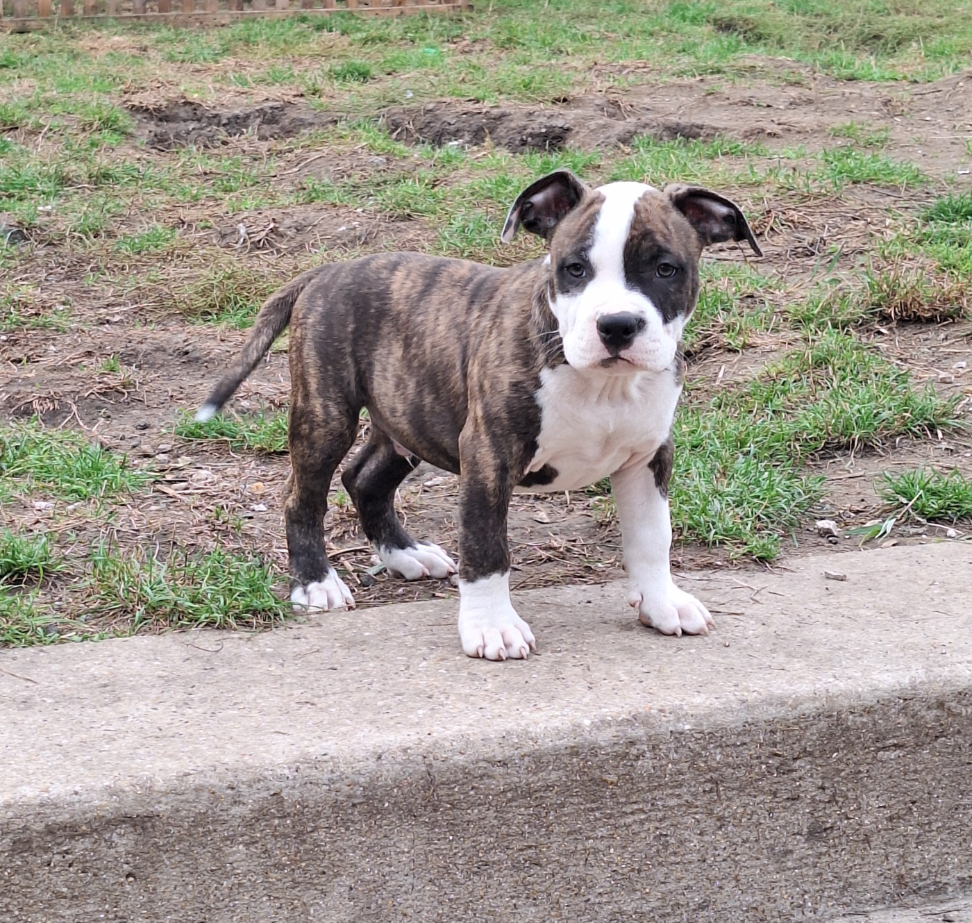 De L'Empire Eternel - Chiots disponibles - American Staffordshire Terrier