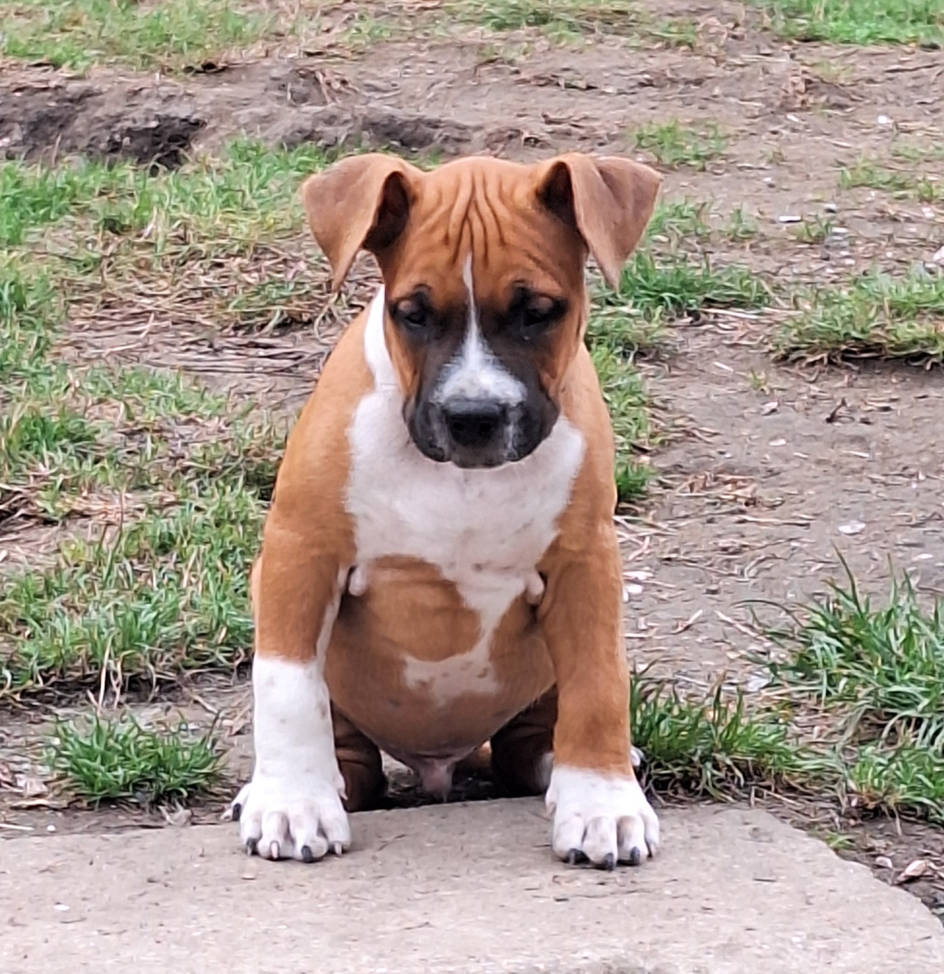 De L'Empire Eternel - Chiots disponibles - American Staffordshire Terrier