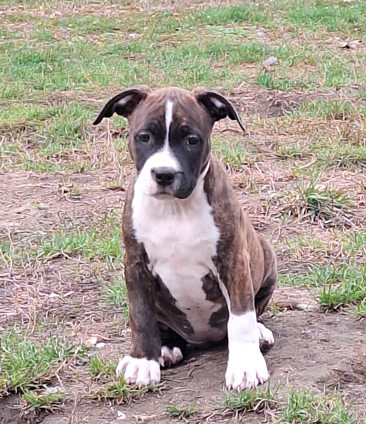 De L'Empire Eternel - Chiots disponibles - American Staffordshire Terrier
