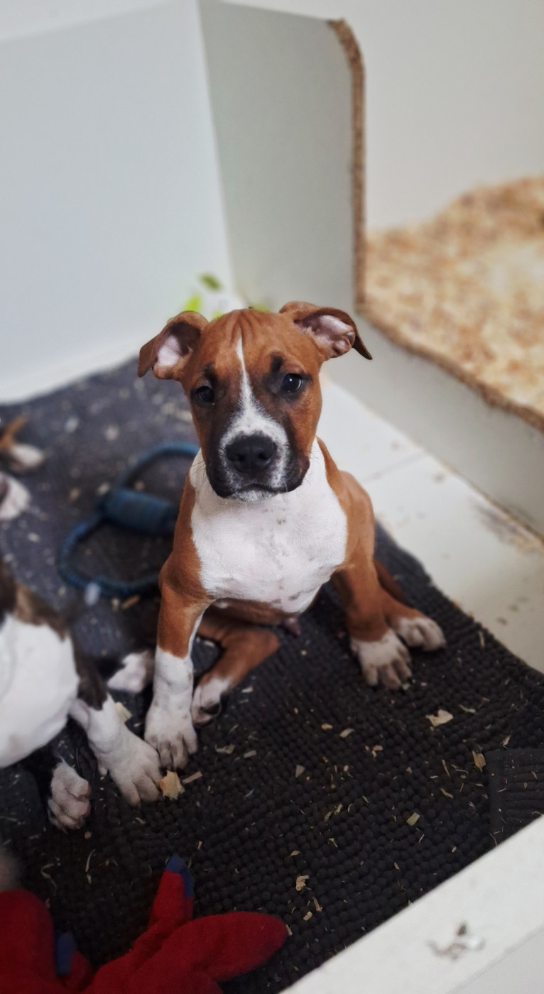 De L'Empire Eternel - Chiots disponibles - American Staffordshire Terrier