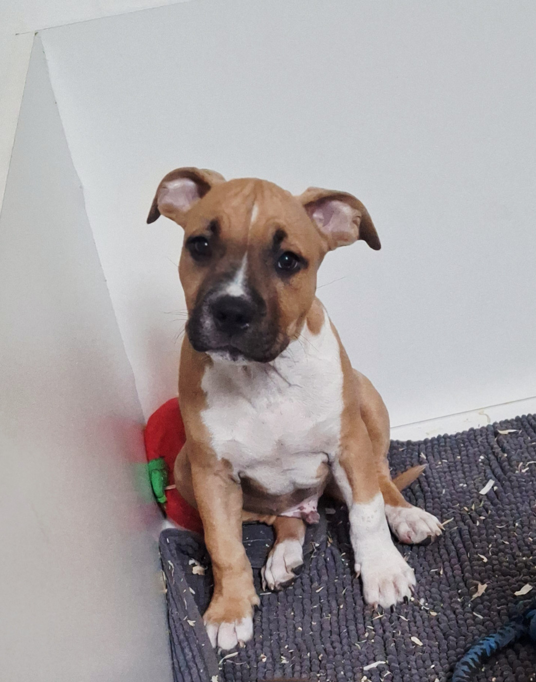 De L'Empire Eternel - Chiots disponibles - American Staffordshire Terrier