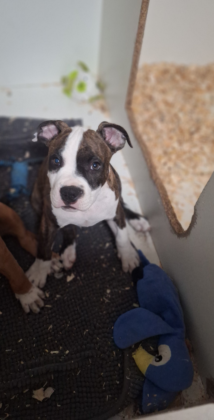 De L'Empire Eternel - Chiots disponibles - American Staffordshire Terrier