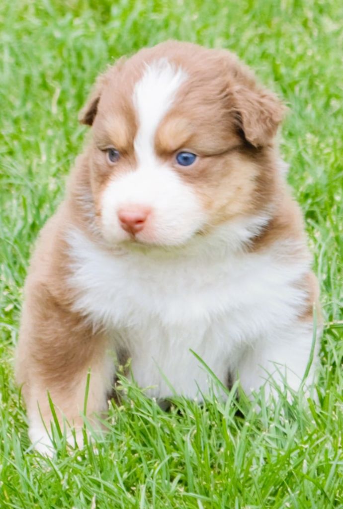 De L'Empire Eternel - Chiots disponibles - Berger Australien