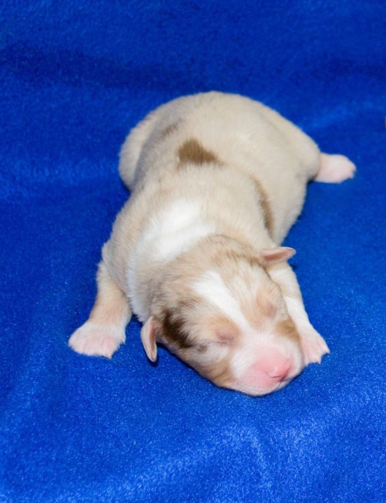De L'Empire Eternel - Chiots disponibles - Berger Australien