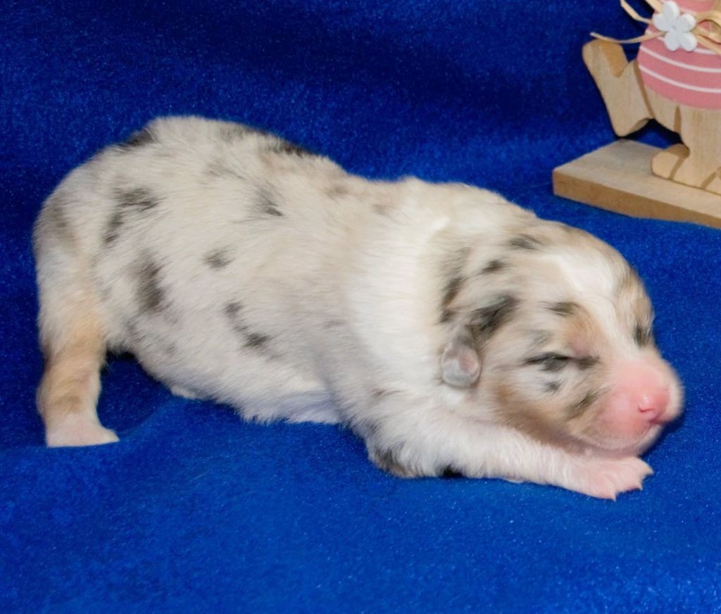 De L'Empire Eternel - Chiots disponibles - Berger Australien