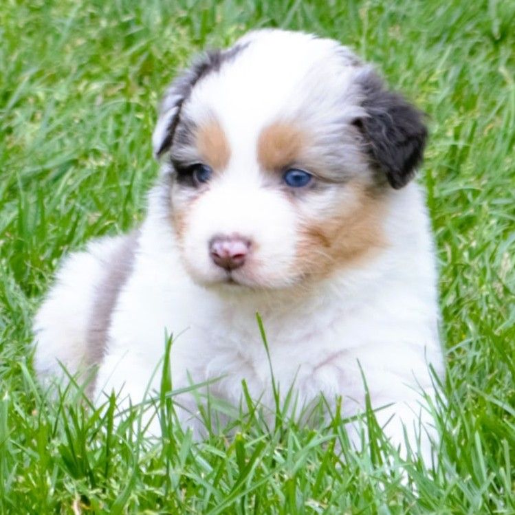 De L'Empire Eternel - Chiots disponibles - Berger Australien