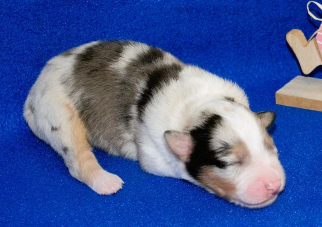 De L'Empire Eternel - Chiots disponibles - Berger Australien