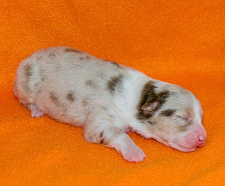 De L'Empire Eternel - Chiots disponibles - Berger Australien