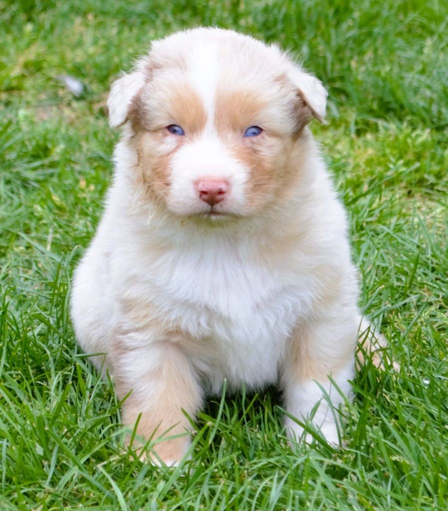 De L'Empire Eternel - Chiots disponibles - Berger Australien