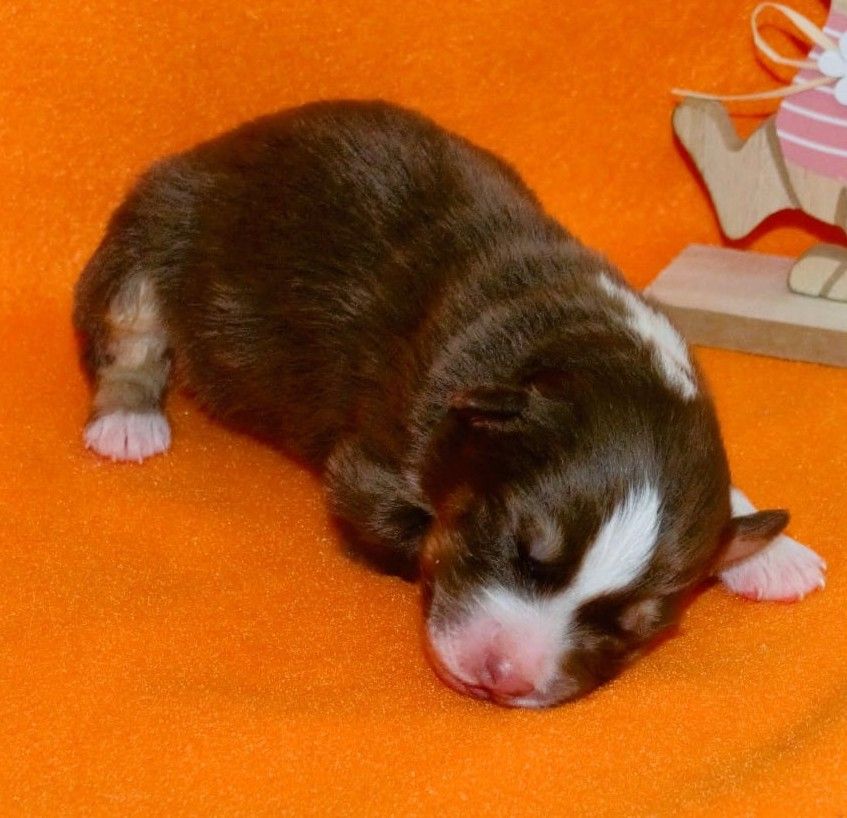 De L'Empire Eternel - Chiots disponibles - Berger Australien
