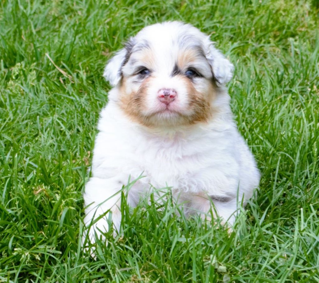 De L'Empire Eternel - Chiots disponibles - Berger Australien