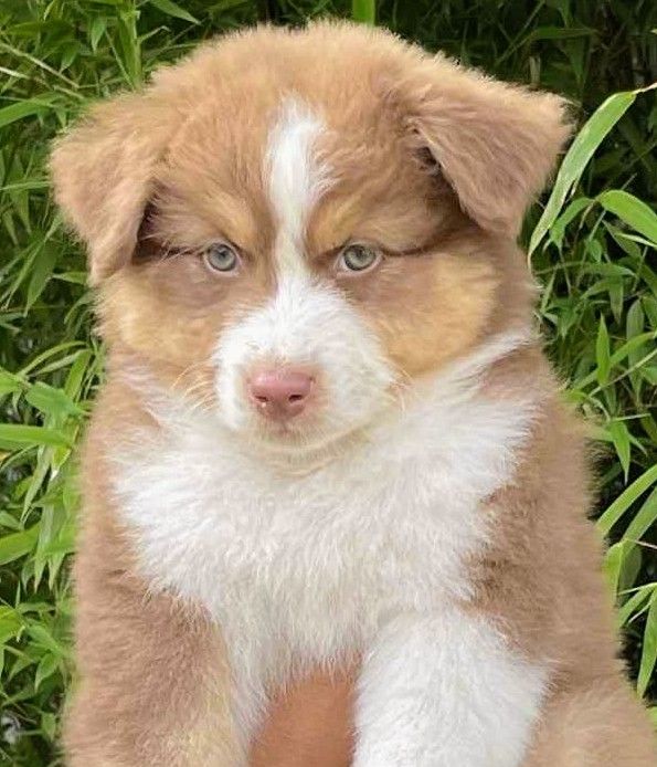 De L'Empire Eternel - Chiots disponibles - Berger Australien