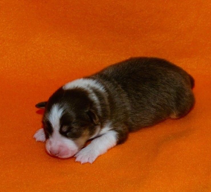 De L'Empire Eternel - Chiots disponibles - Berger Australien