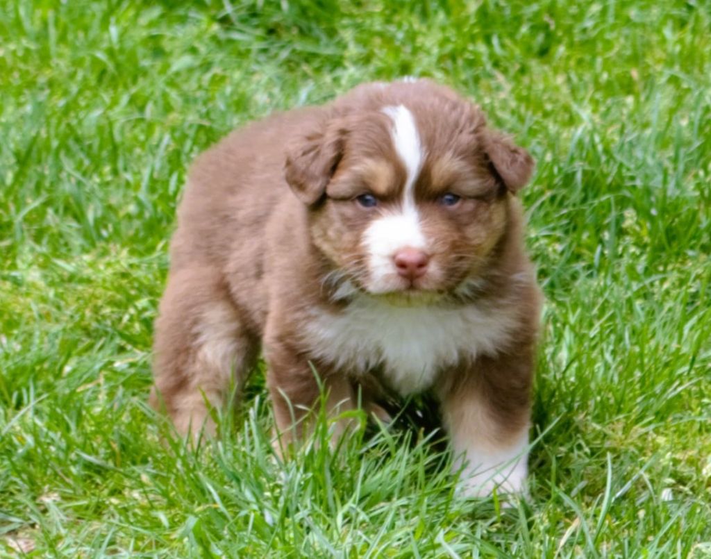 De L'Empire Eternel - Chiots disponibles - Berger Australien
